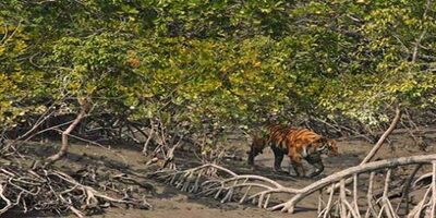 Katka Beach – Sundarban