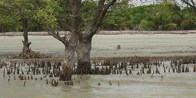 সুন্দরবনের কচিখালী সমুদ্র সৈকত / Kochikhali beach of Sundarbans
